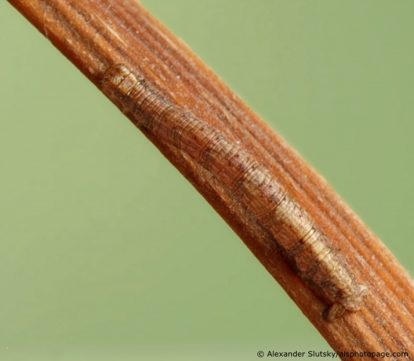 Geometridae