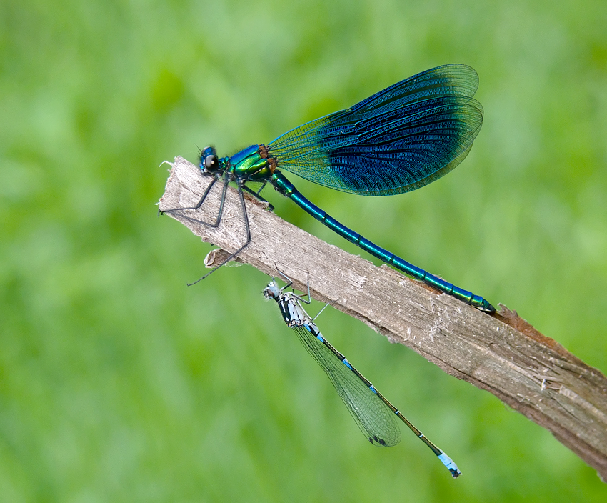 Calopteryx splendens (Harris, 1782)