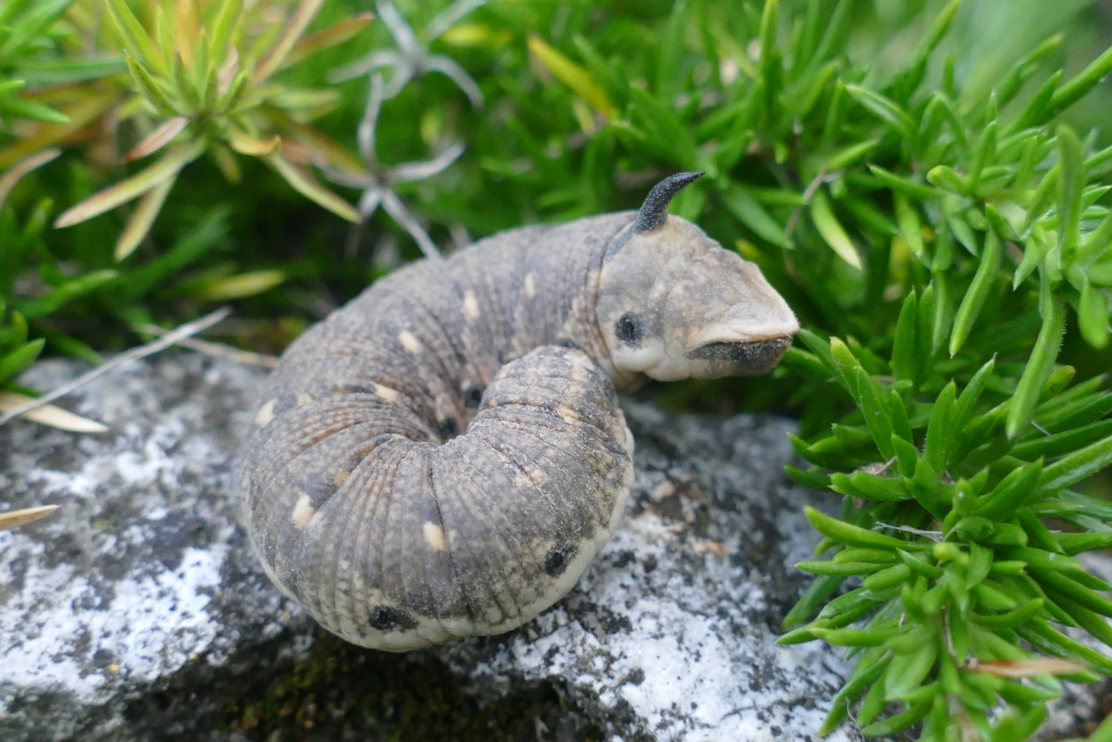 Agrius convolvuli (Linnaeus, 1758)