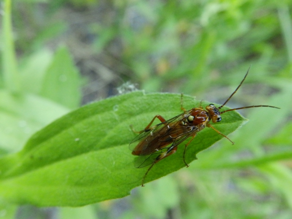 Tenthredinidae