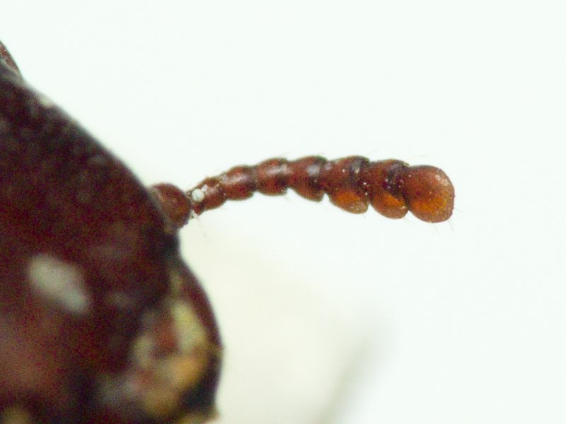 Tenebroides mauritanicus (Linnaeus, 1758)