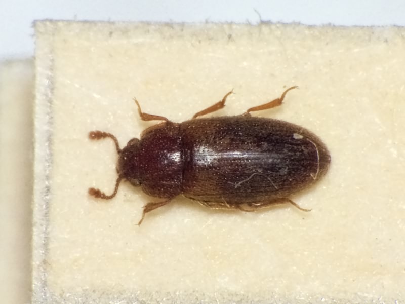 Diplocoelus fagi (Chevrolat, 1837)