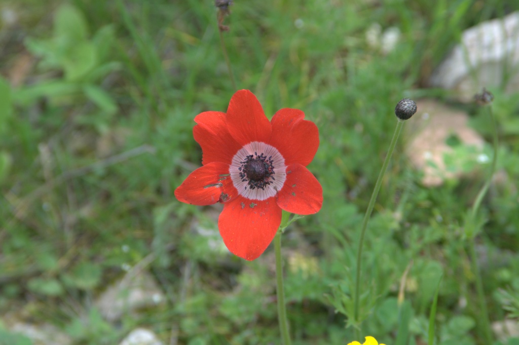 Anemone coronaria L.