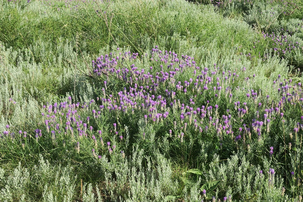 Astragalus onobrychis L.