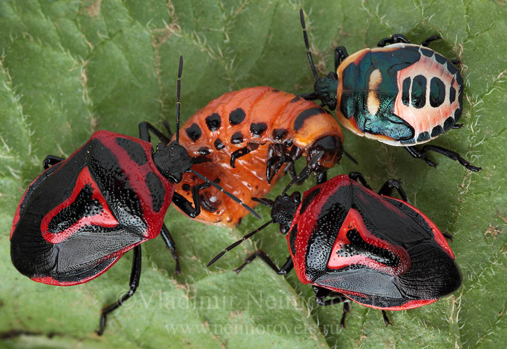 Perillus bioculatus (Fabricius, 1775)
