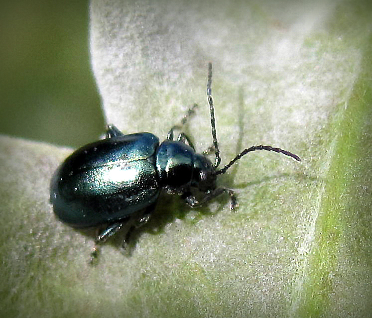 Altica quercetorum Foudras, 1860