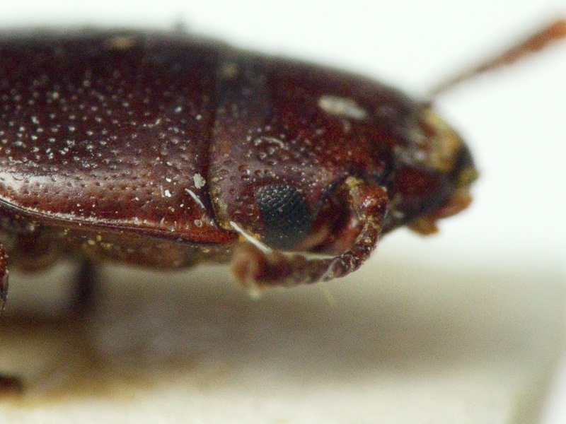 Tenebroides mauritanicus (Linnaeus, 1758)