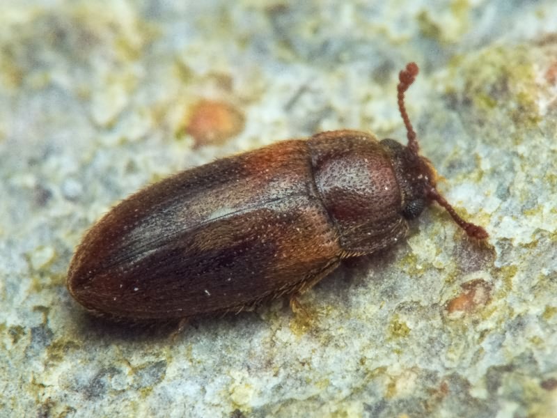 Diplocoelus fagi (Chevrolat, 1837)