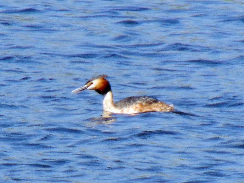 Podiceps cristatus (Linnaeus, 1758)