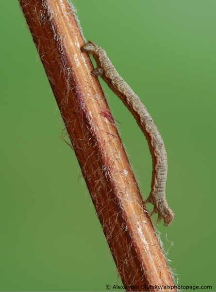 Geometridae