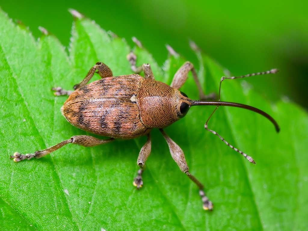 Curculio glandium Marsham, 1802
