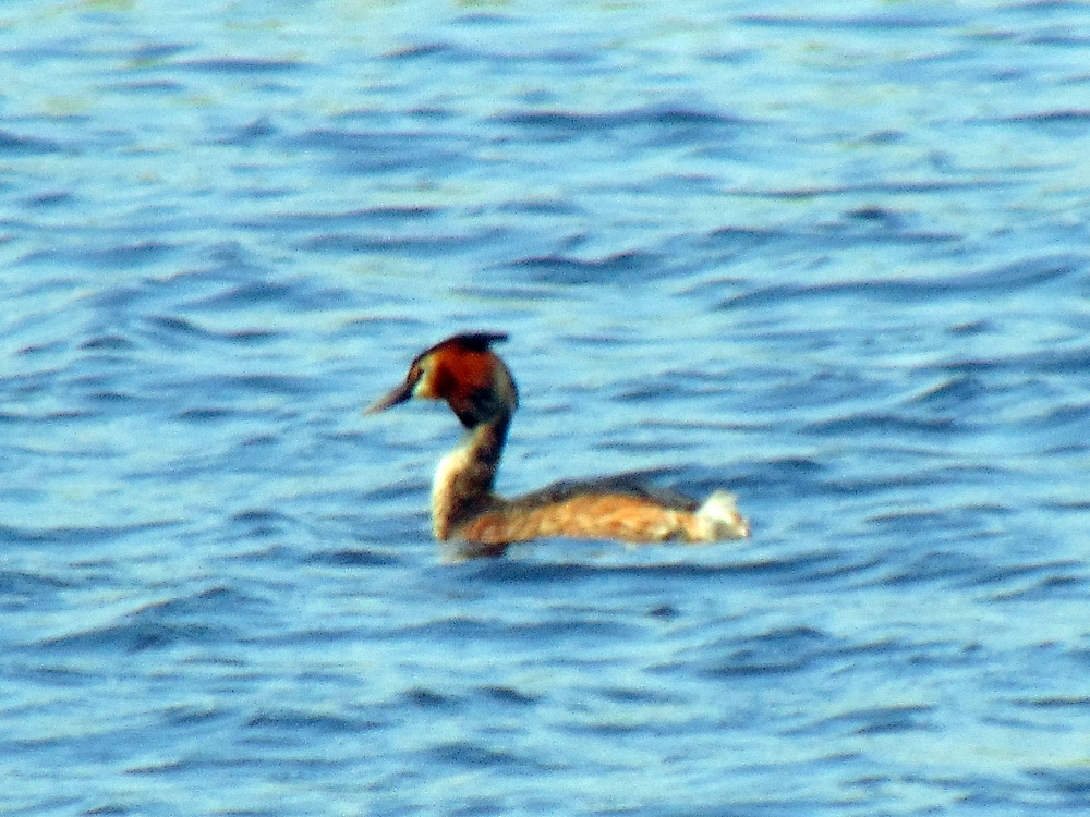 Podiceps cristatus (Linnaeus, 1758)