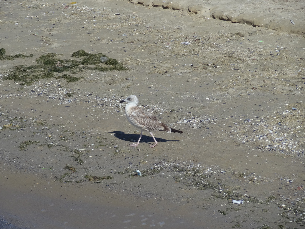 Larus cachinnans Pallas, 1811