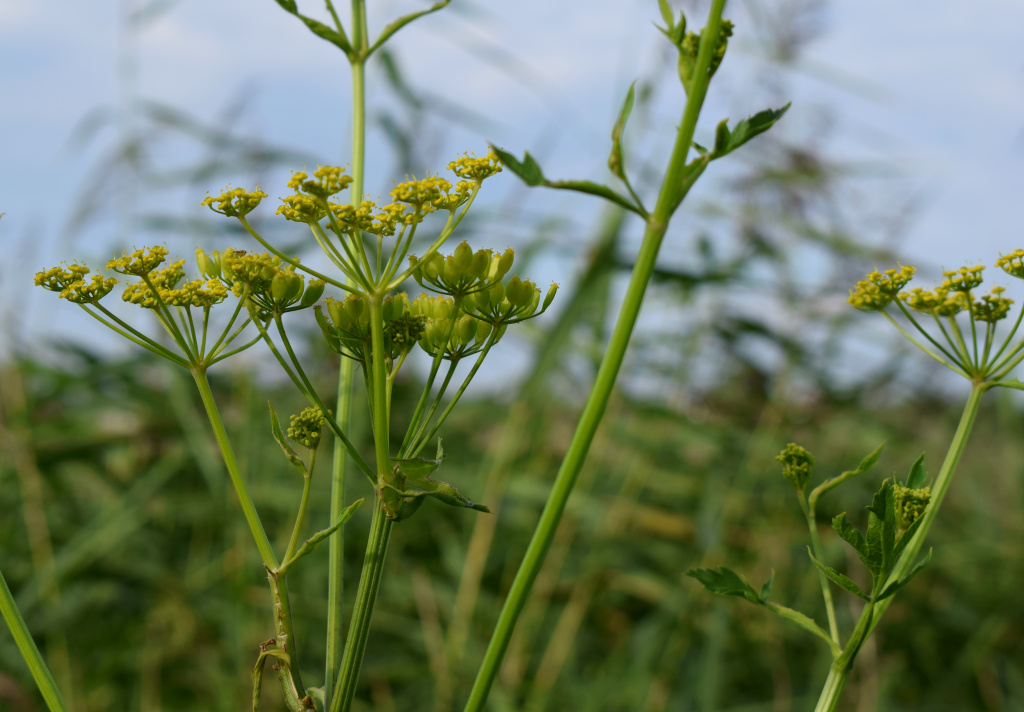 Pastinaca sativa L.
