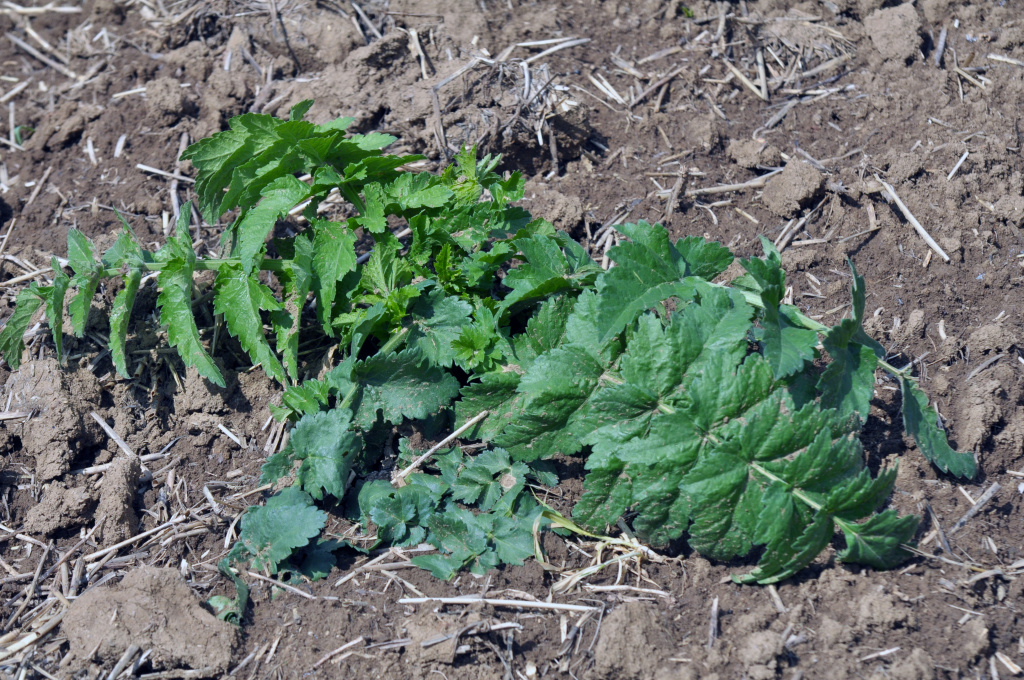 Pastinaca sativa L.