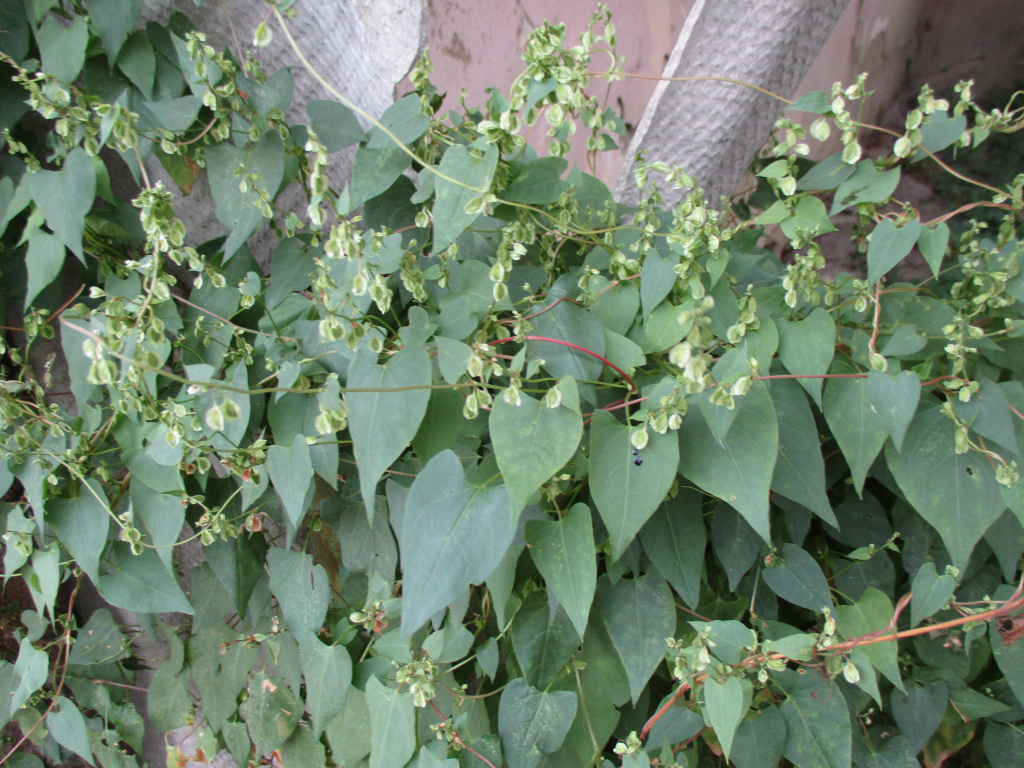Fallopia dumetorum (L.) Holub