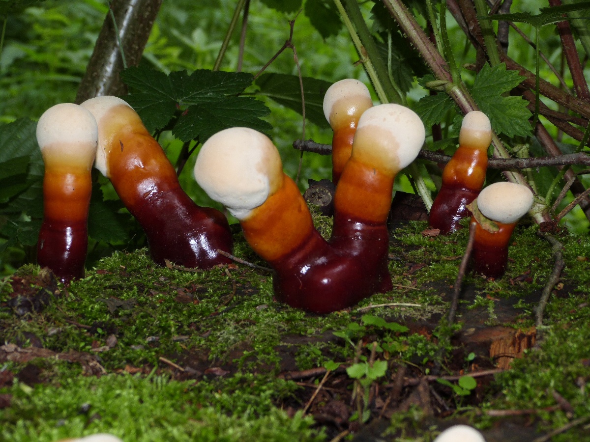 Ganoderma lucidum (Curtis) P.Karst.