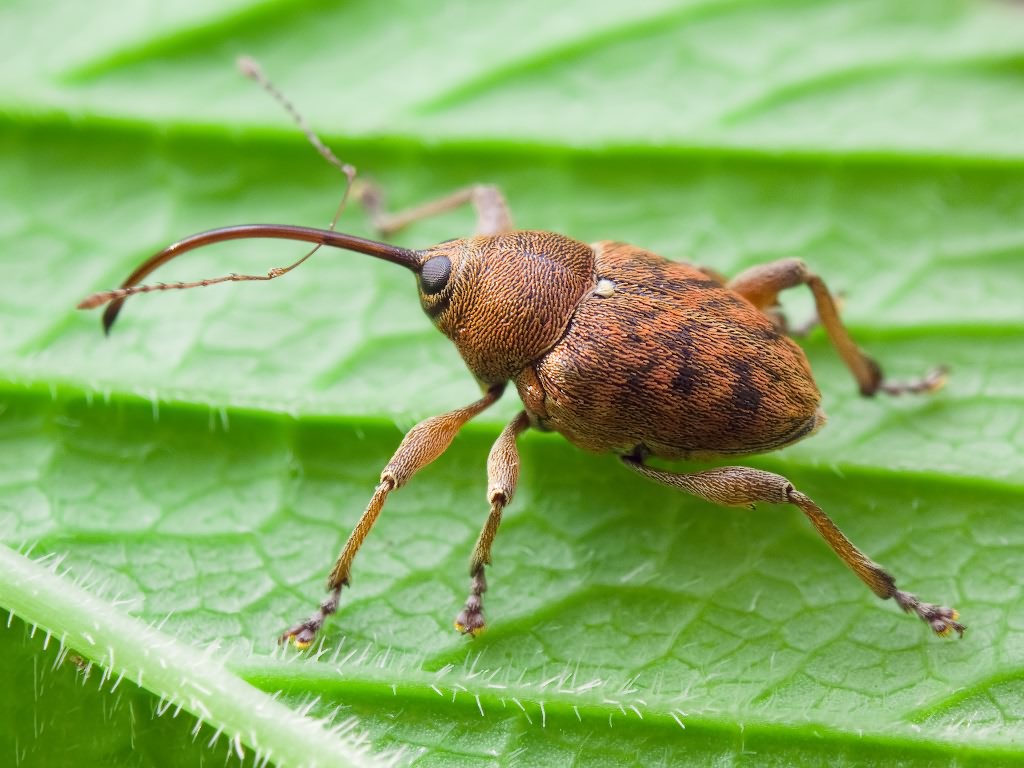 Curculio glandium Marsham, 1802