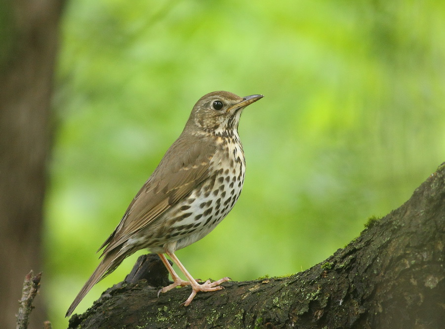Turdus philomelos C.L.Brehm, 1831