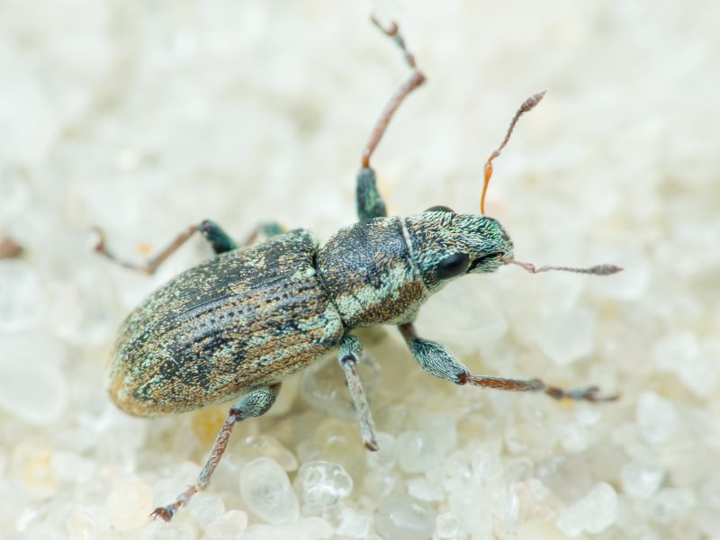 Sitona lateralis Gyllenhal, 1834
