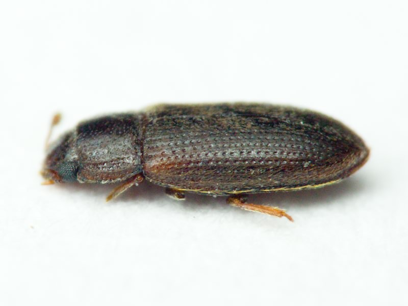 Diplocoelus fagi (Chevrolat, 1837)