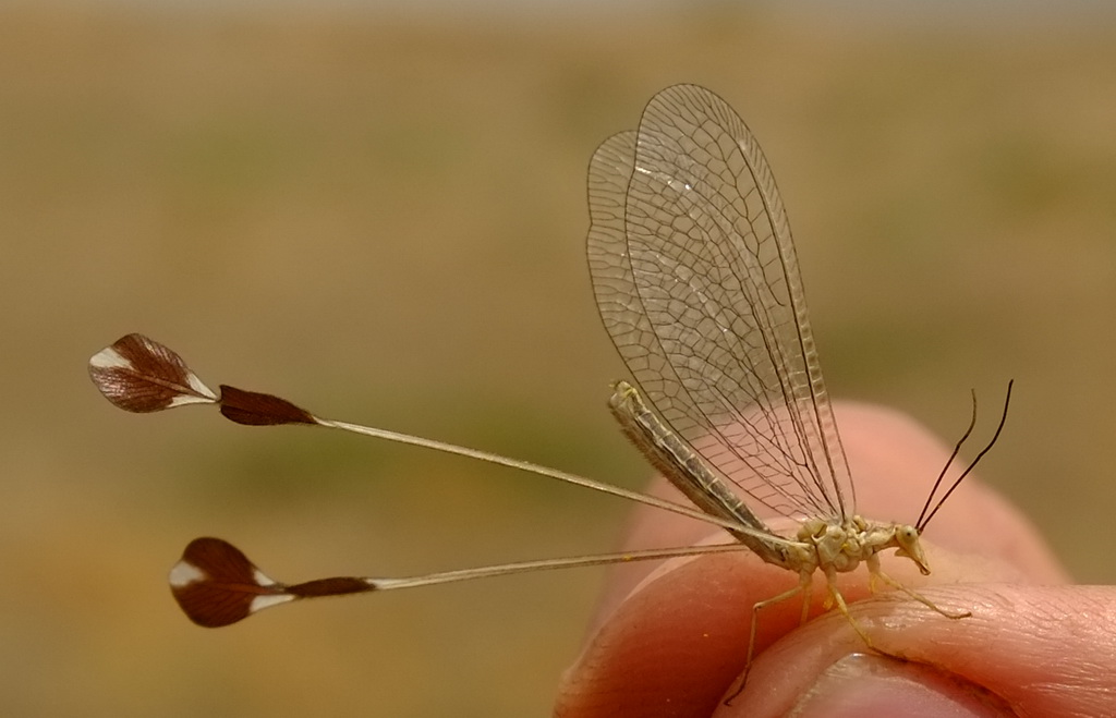 Lertha extensa (Olivier, 1811)