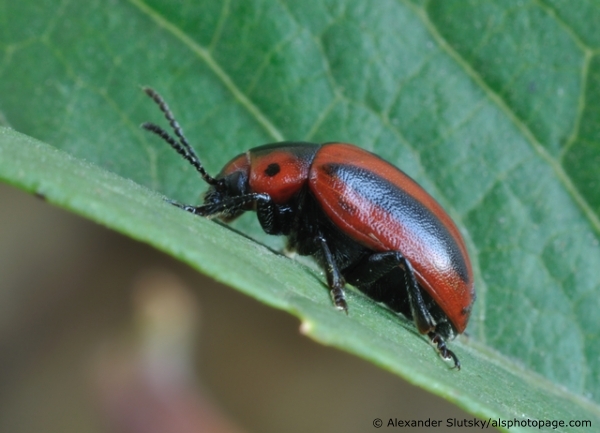 Entomoscelis adonidis (Pallas, 1771)