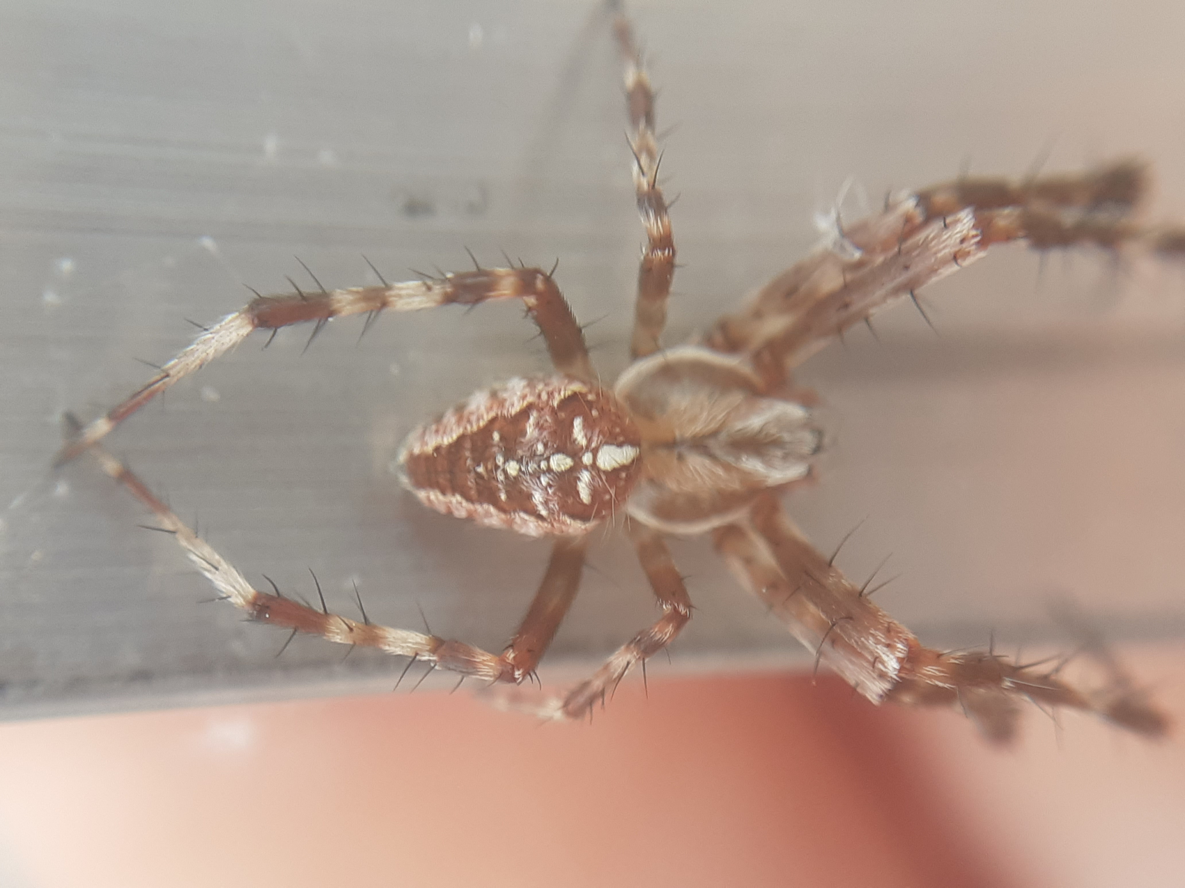 Araneus diadematus Clerck, 1757