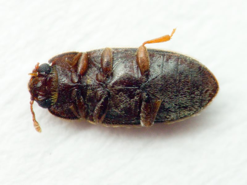 Diplocoelus fagi (Chevrolat, 1837)