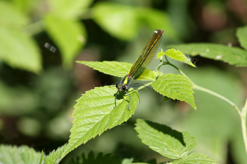 Calopteryx splendens (Harris, 1782)