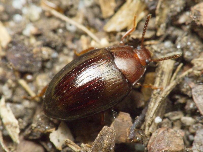 Scaphidema metallicum (Fabricius, 1792)