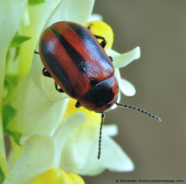 Entomoscelis adonidis (Pallas, 1771)