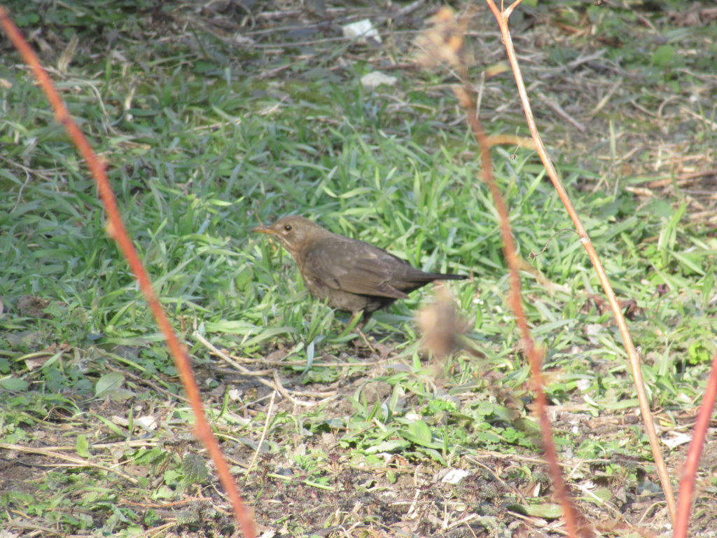 Turdus merula Linnaeus, 1758