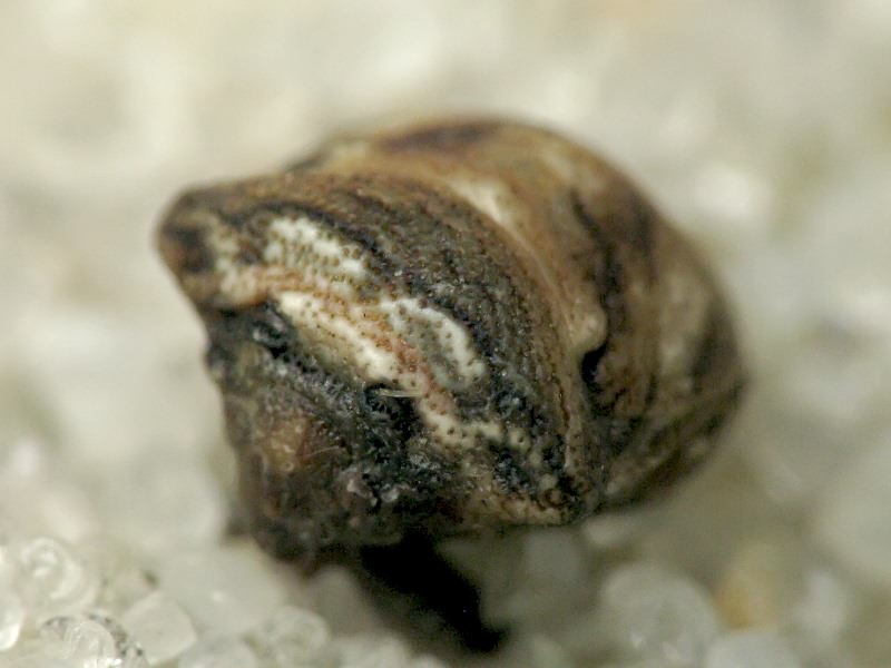 Vilpianus galii (Wolff, 1802)