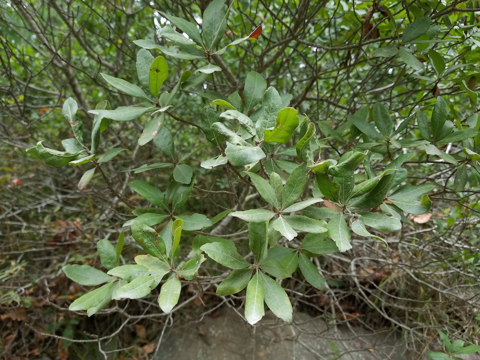 Morella caroliniensis (Mill.) Small