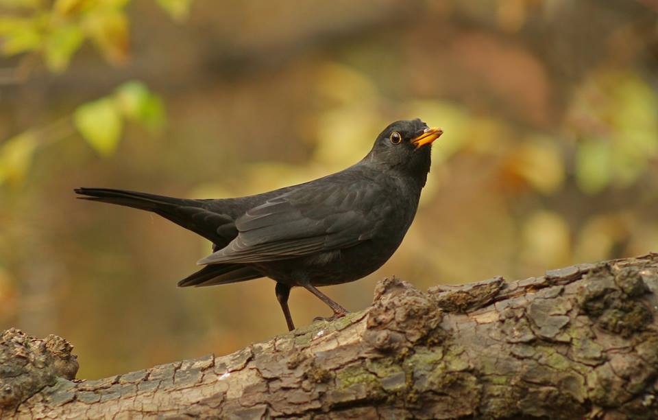 Turdus merula Linnaeus, 1758