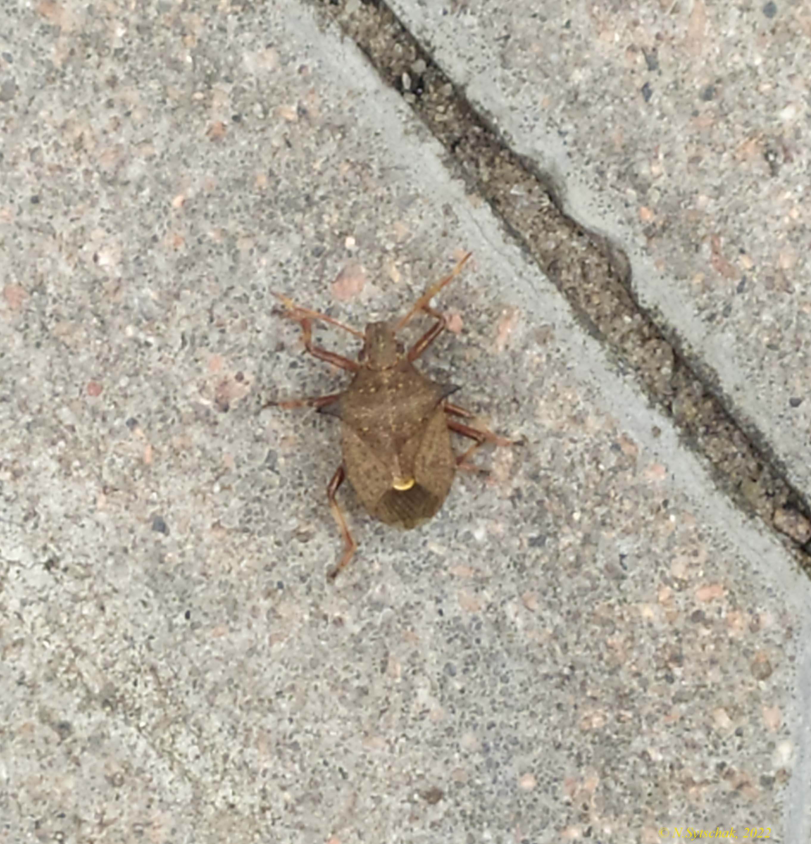 Picromerus bidens (Linnaeus, 1758)