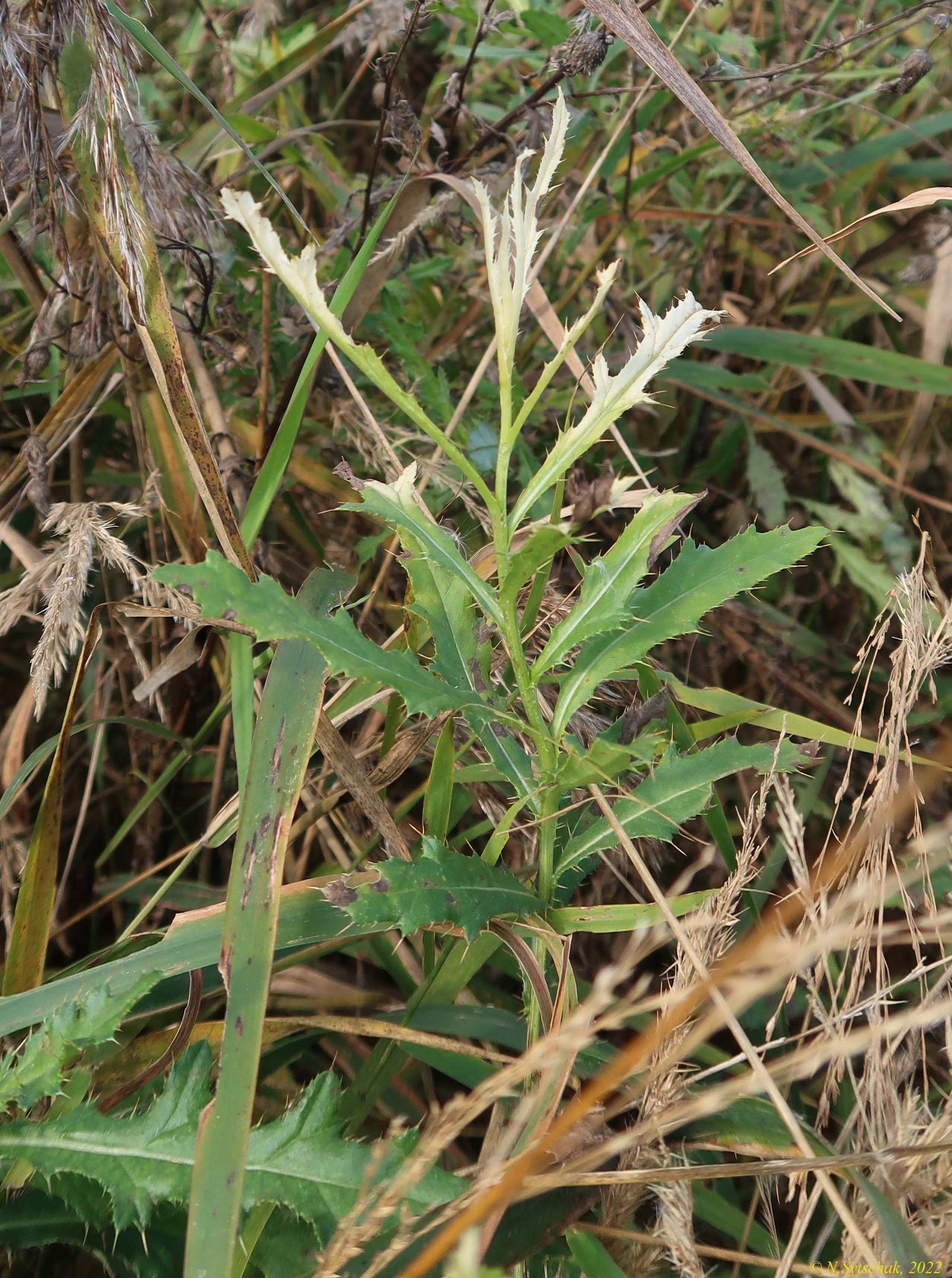 Pseudomonas syringae pv. tagetis