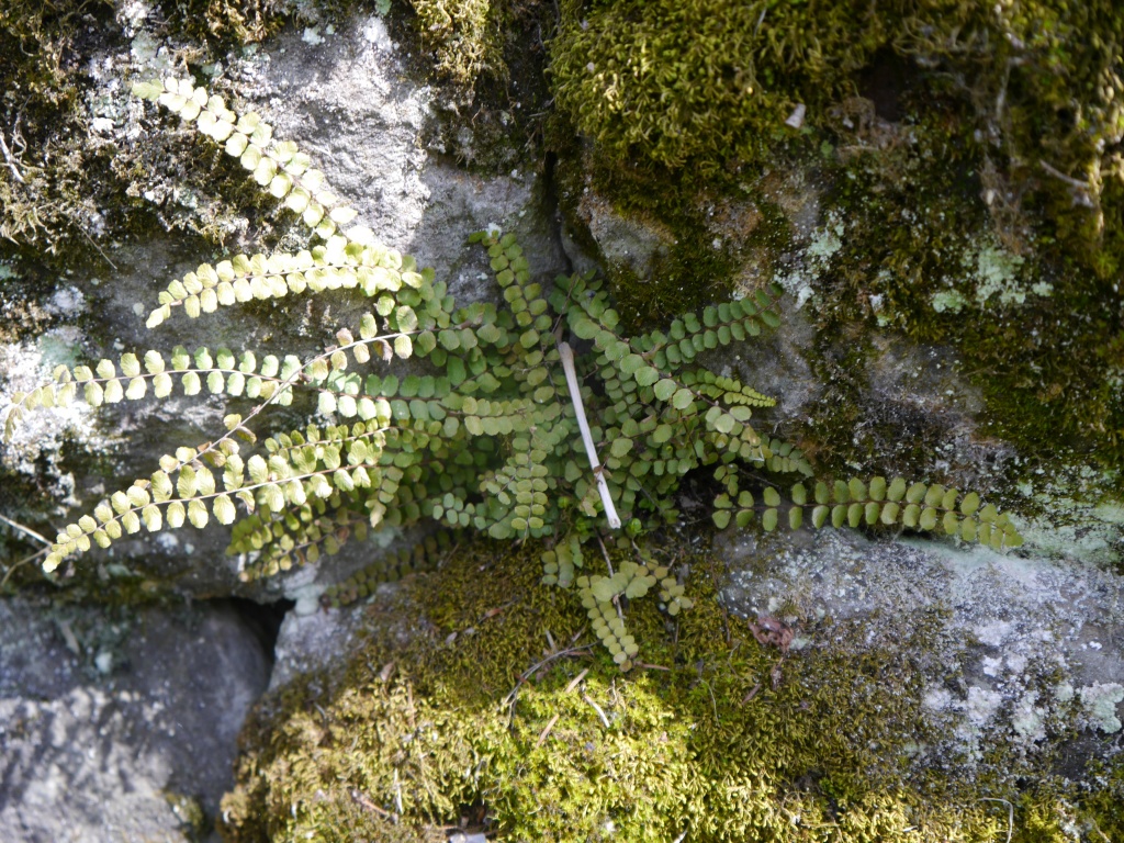 Asplenium trichomanes L.