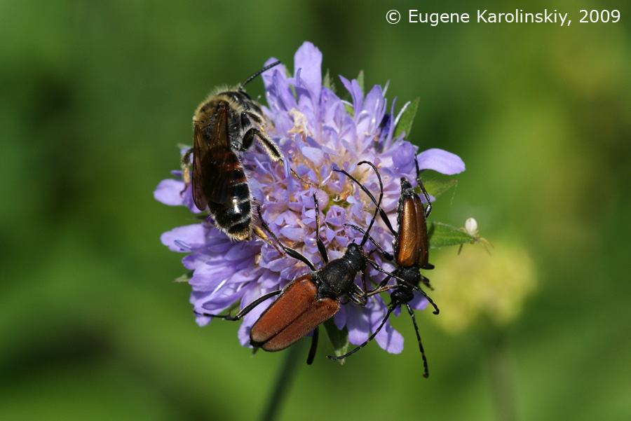 Anastrangalia sanguinolenta (Linnaeus, 1761)