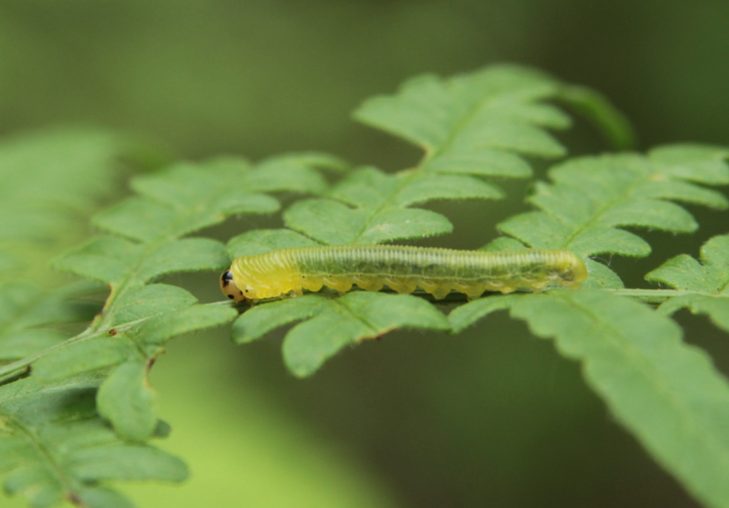 Tenthredinidae