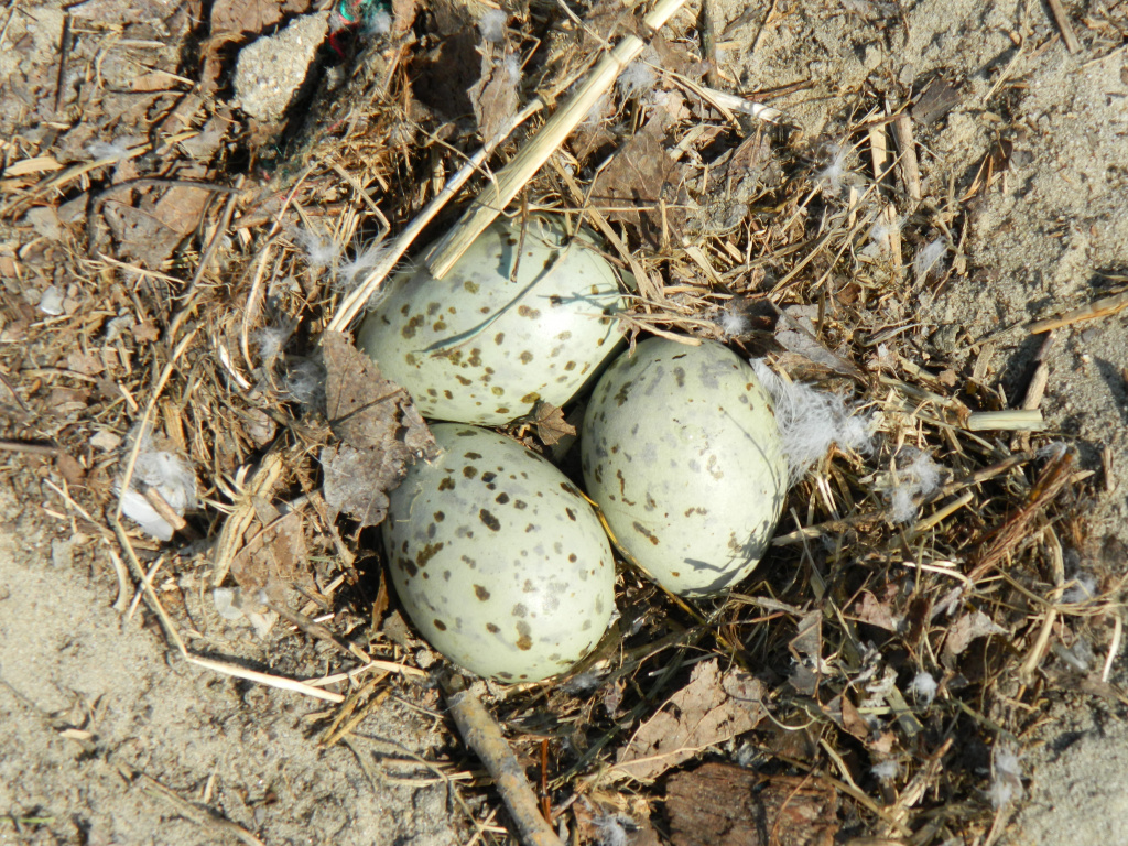 Larus cachinnans Pallas, 1811