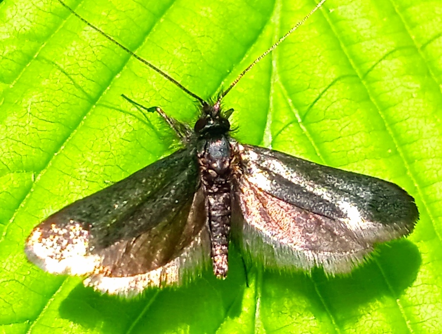 Adela reaumurella (Linnaeus, 1758)