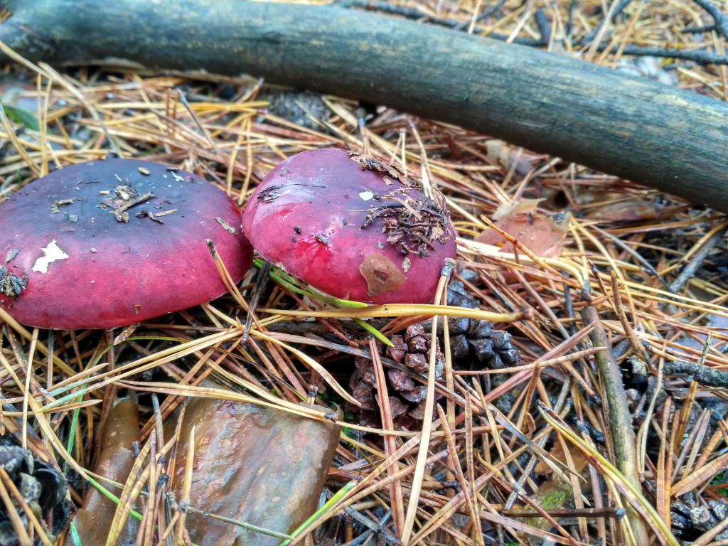 Russula