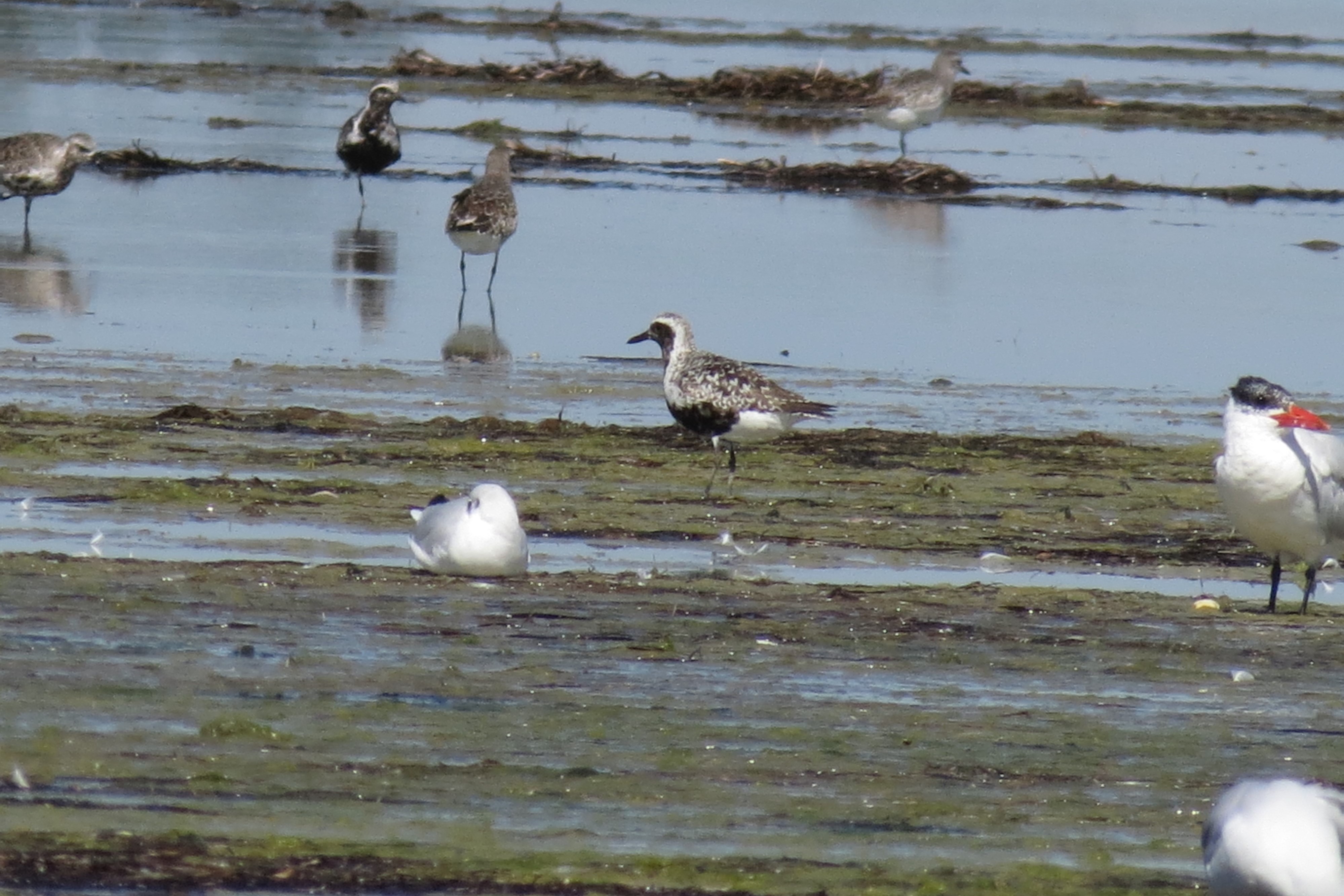 Pluvialis squatarola (Linnaeus, 1758)