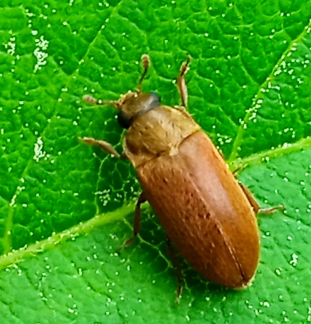 Byturus ochraceus (Scriba, 1790)