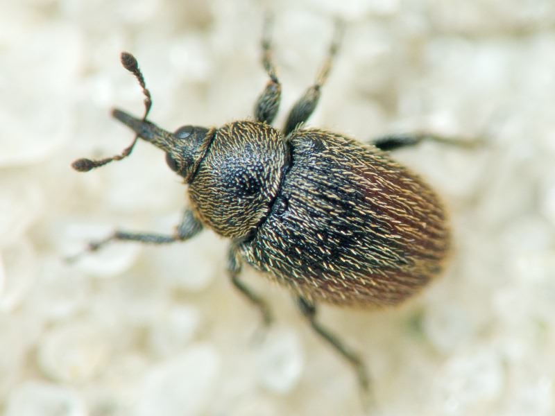 Rhinusa tetra (Fabricius, 1792)