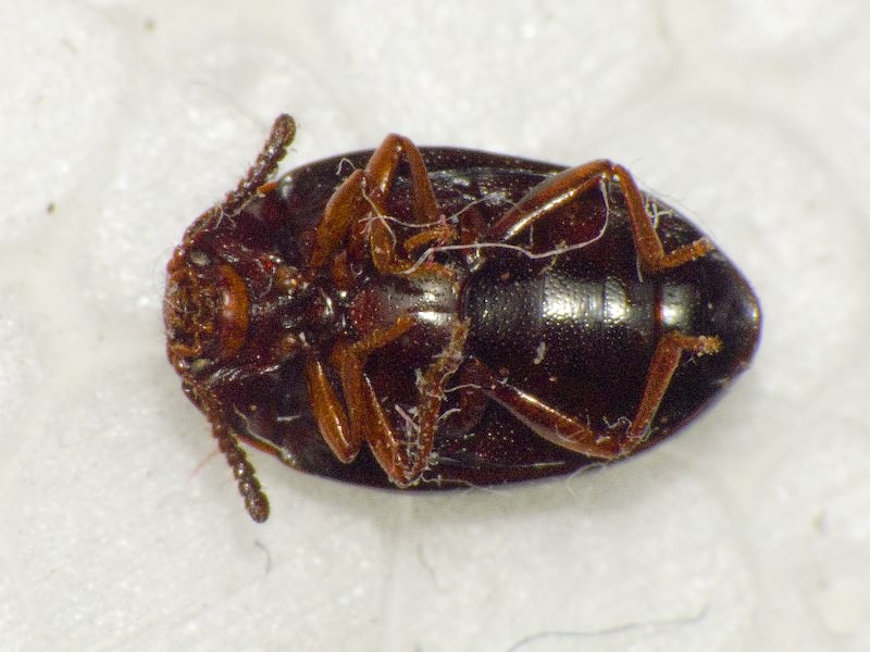Scaphidema metallicum (Fabricius, 1792)