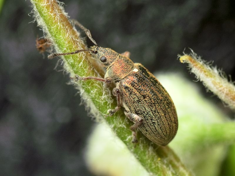 Phyllobius (Phyllobius) pyri (Linnaeus, 1758)