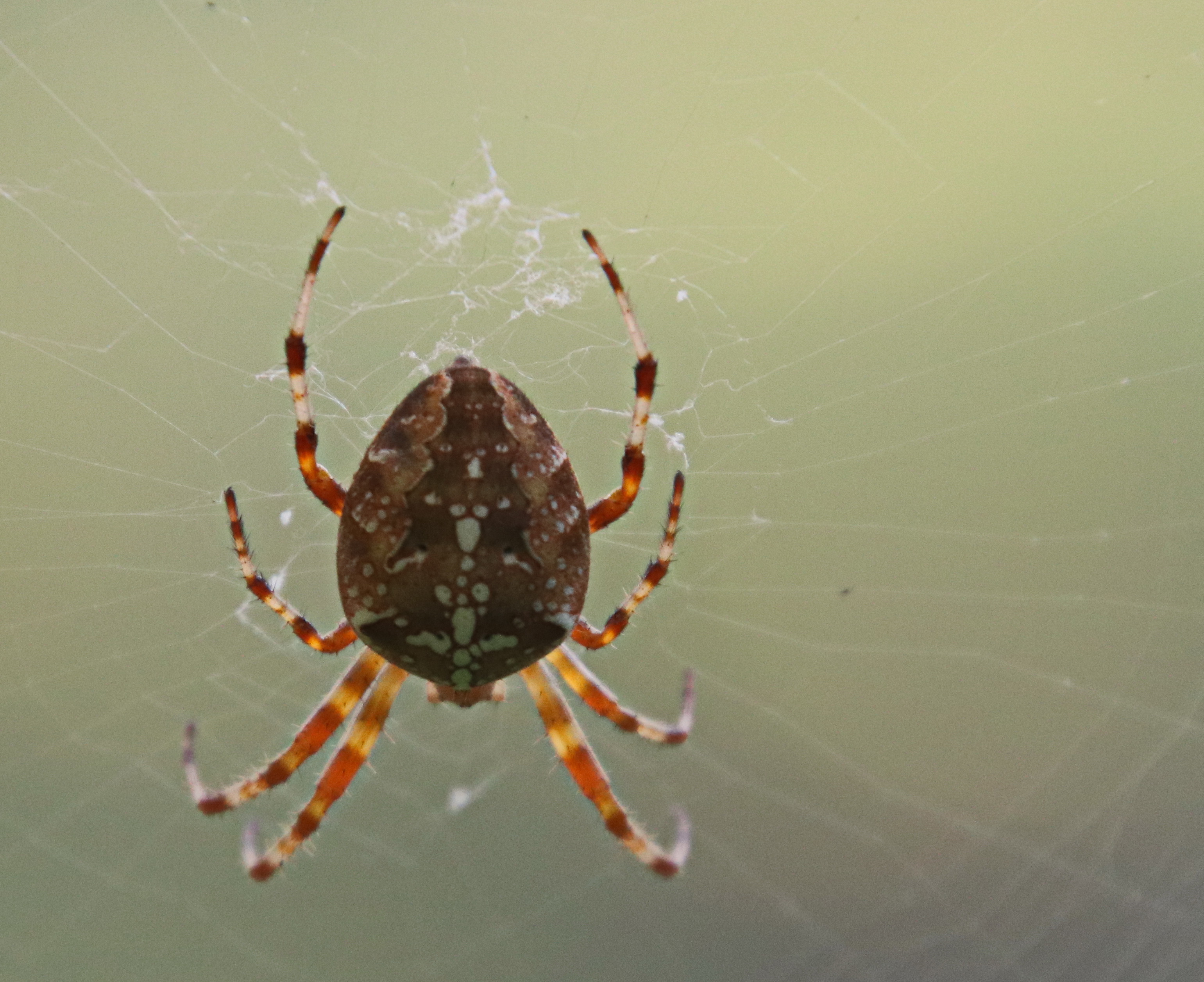 Araneus diadematus Clerck, 1757